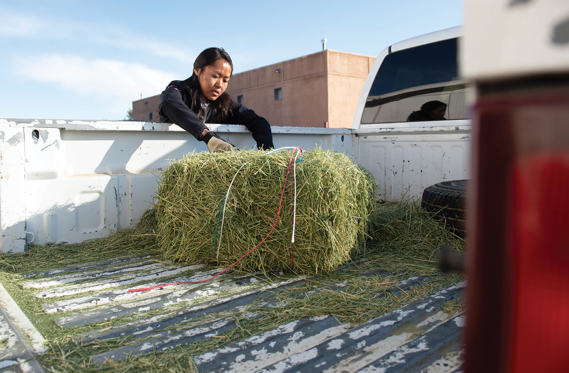 A woman grabbing hay from the bed of a truck