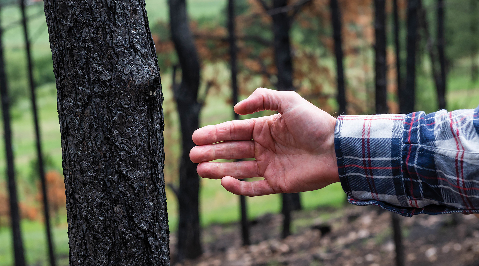 Man reaching out towards tree trunk