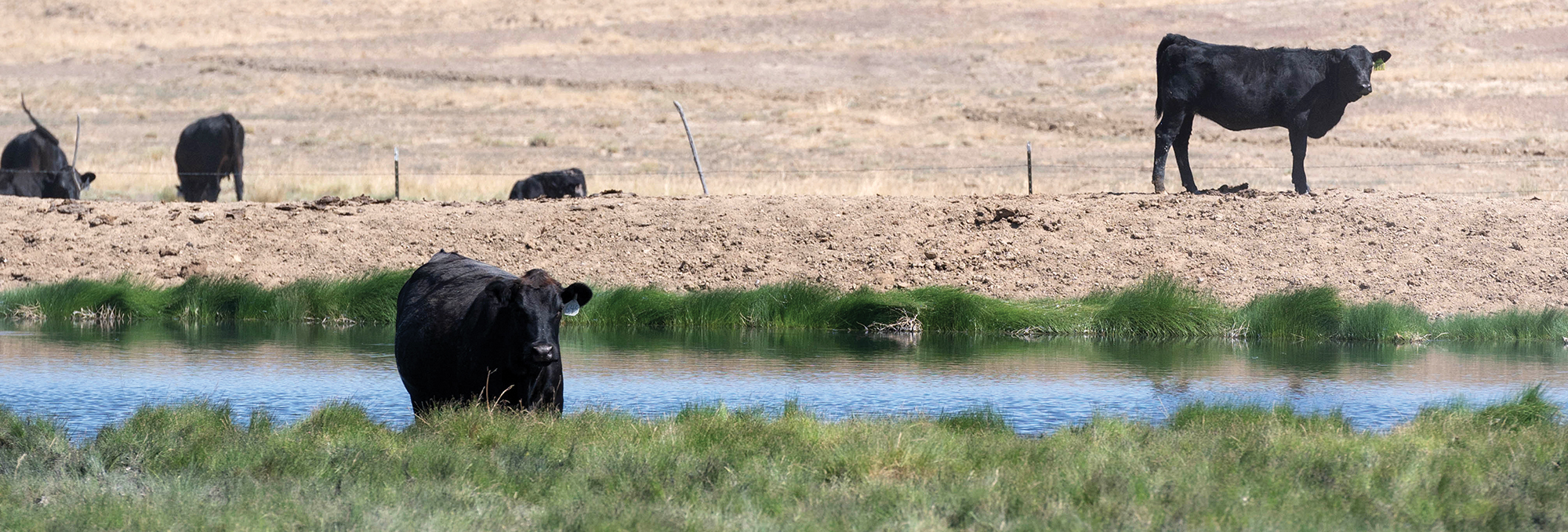 A herd of cows near a watering hole. 