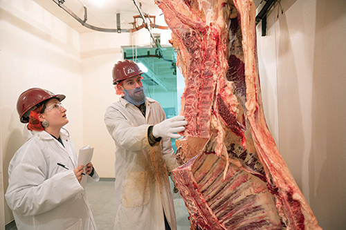 Eva Cortes-Monroy (left) and Jacob Painter practice meat judging. NMSU’s meat judging team relaunched in fall 2023.